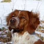 Luna, cane antiveleno 